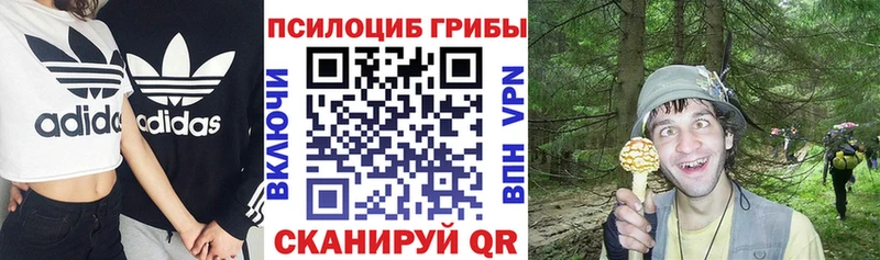 Псилоцибиновые грибы Psilocybe  Купить  Красноярск 